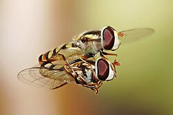 Midair mating of Simosyrphus grandicornis