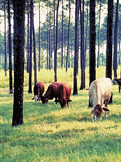 Silvopasture integrates livestock, forage, and trees. (Photo: USDA NAC)
