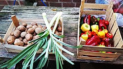 Fresh vegetables from garden in Croatia
