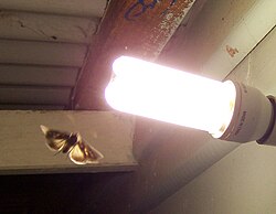 A moth exhibiting phototaxis, moving towards a source of light