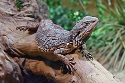 A bearded dragon, a diurnal reptile