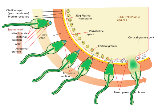 Acrosome reaction on a sea urchin cell