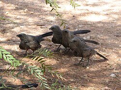 Four apostlebirds (Struthidea cinerea) of a cooperative breeding group.
