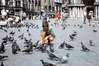 Pigeons intermingle with tourists in Venice