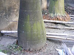 Stems of two Roystonea regia palms showing characteristic bulge, leaf scars and fibrous roots, Kolkata, India