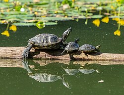 An adult and young T. s. elegans with a young T. s. scripta in New York, USA, where they are invasive species