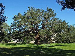 A specimen at the former Protestant Children's Home in Mobile, Alabama. It has a trunk circumference of 7.0 m (23 ft), height of 19 m (63 ft) and limb spread of 43 m (141 ft).