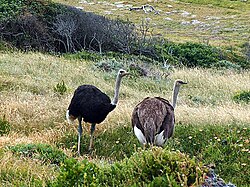 The largest bird, the ostrich (Struthio camelus), is unable to fly, due to its great size.