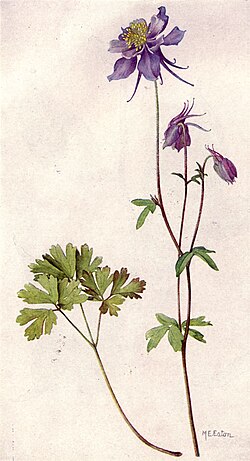 Blue columbine painted by Mary Emily Eaton, 1917[26]