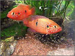 A breeding pair of Jewel cichlids with fry.