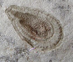 Kimberella might have had a predatory or grazing lifestyle.
