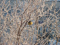Tit in a winter tree