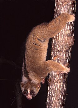 A slow loris can be part of the diet of Sumatran orangutan.