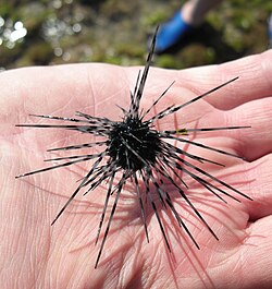 Many echinoderms, like this Centrostephanus coronatus, are defended by sharp spines.