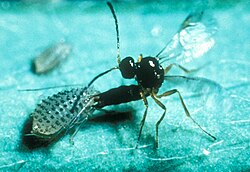 Trioxys complanatus, (Aphidiinae) ovipositing into a spotted alfalfa aphid, a commercial pest in Australia.[a]