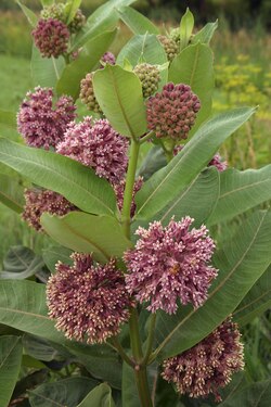 Asclepias syriaca, common milkweed