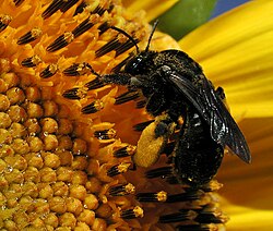Scopa of a Melissodes (family Apidae) on a sunflower; only the hind tibia carries pollen