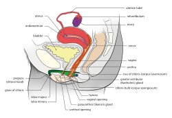 Female reproductive system