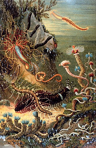 Example zoobenthosA variety of marine wormsPlate from Das Meerby M. J. Schleiden (1804–1881)