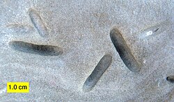 Petroxestes borings in a hardground from the Upper Ordovician of southern Ohio