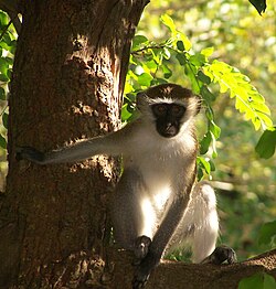 Vervet monkeys have different alarm signals that warn of attacks by eagles, leopards and snakes.