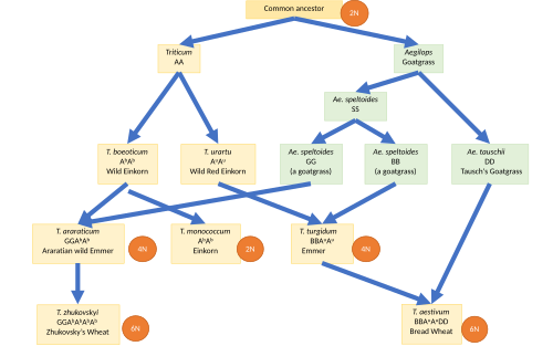 Domesticated wheat evolved by repeated hybridization and polyploidy from multiple wild ancestors, increasing the size and evolvability of the genome.[87]