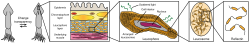 Leucophore layer composition