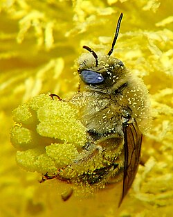 Diadasia bee straddles flower carpels while visiting yellow Opuntia engelmannii cactus