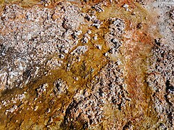 Microbial mat in cooled geyser water, Upper Geyser Basin