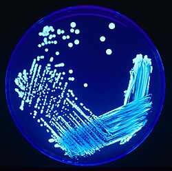 An agar plate with bacteria spread by the streak plate method.[4]