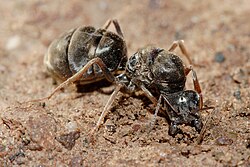 Fertilised meat ant queen beginning to dig a new colony