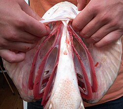 Branchial arches bearing gills in a pike