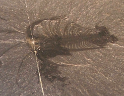 This Marrella specimen illustrates how clear and detailed the fossils from the Burgess Shale Lagerstätte actually are as well as the oldest evidence for liquid blood in an animal.