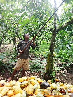 A farmer harvesting pods from a cacao tree (Theobroma cacao) in Cameroon. Originally native to South America, cacao has become an important cash crop in West Africa, which grows around 70% of the world's supply of cocoa beans.[2]