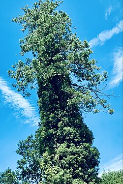 Ivy climbing on a pine tree (Pinus sylvestris) in Headley, UK.
