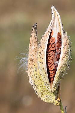 Dehiscence of the follicular fruit of milkweed (Asclepias syriaca) revealing seeds within