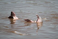 The Bolivian river dolphin, the largest freshwater dolphin in the world
