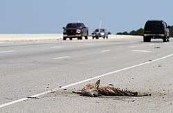 Roadkilled white-tailed deer on South Carolina Highway 170