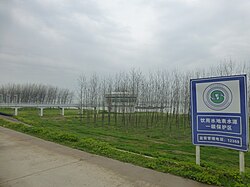 Strips of forest are planted along hundreds of kilometers of the Yangtze levees in Hubei province[79]