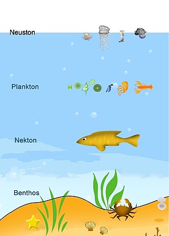 Benthos (organisms that live at the ocean floor) can be contrasted with neuston (organisms that live at the ocean surface) plankton (organisms that drift with water currents) and nekton (organisms that can swim against water currents)