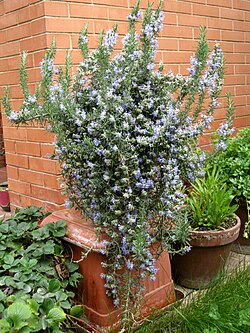 S. rosmarinus 'Prostratus'