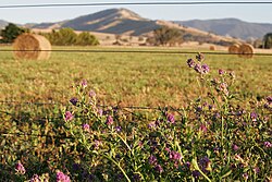 Alfalfa