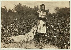 An 11-year-old picking cotton in Oklahoma in 1916.