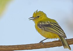 There is some evidence that Marshall's ioras may be migratory in some of their range