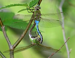 Male green darner, Anax junius has noniridescent structural blue; the female (below) lacks the colour.
