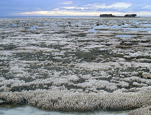 Part of the Great Barrier Reef in Australia in 2016 after a coral bleaching event (partly caused by rising ocean temperatures and marine heatwaves).
