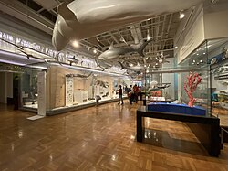 The second floor of the museum contains collections and samples of various animals past and present.