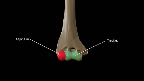Capitulum on the lateral side and trochlea on the medial side of the humerus
