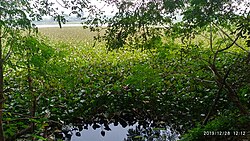Haldia Municipality Pool, a public water reservoir is being choked by growing water hyacinth population as in December 2019.
