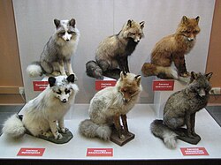 Taxidermy models of various red fox colour morphs